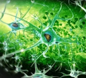 Neuroscience and Brain Disorders