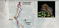 Acoustic cognitive map-based navigation in echolocating bats