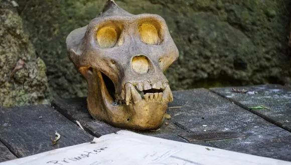 Anatomy and Anthropological Biology seminar