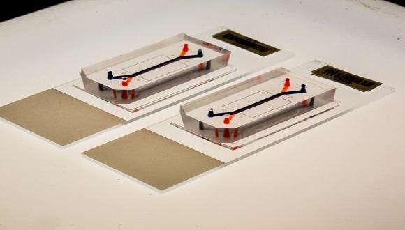 organ on a chip technology